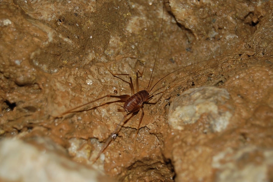 Osservata in una grotta del Ticino: Dolichopoda geniculata. Nuova per la Svizzera